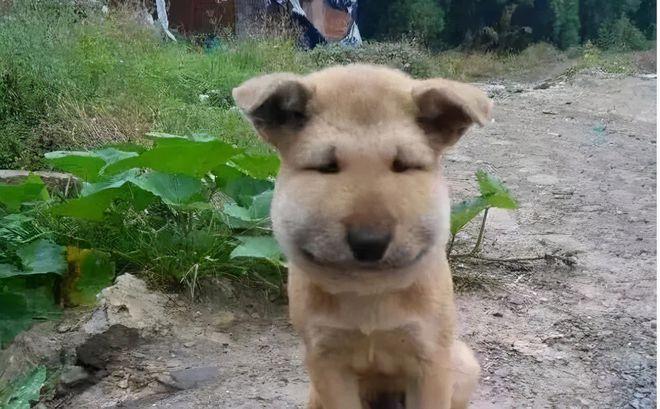 狗狗被蜜蜂蛰了怎么办_狗狗被蜜蜂蛰了怎么处理消肿最快-第4张图片-后鲨宠物 狗狗被蜜蜂蛰了怎么办_狗狗被蜜蜂蛰了怎么处理消肿最快-第4张图片-后鲨宠物