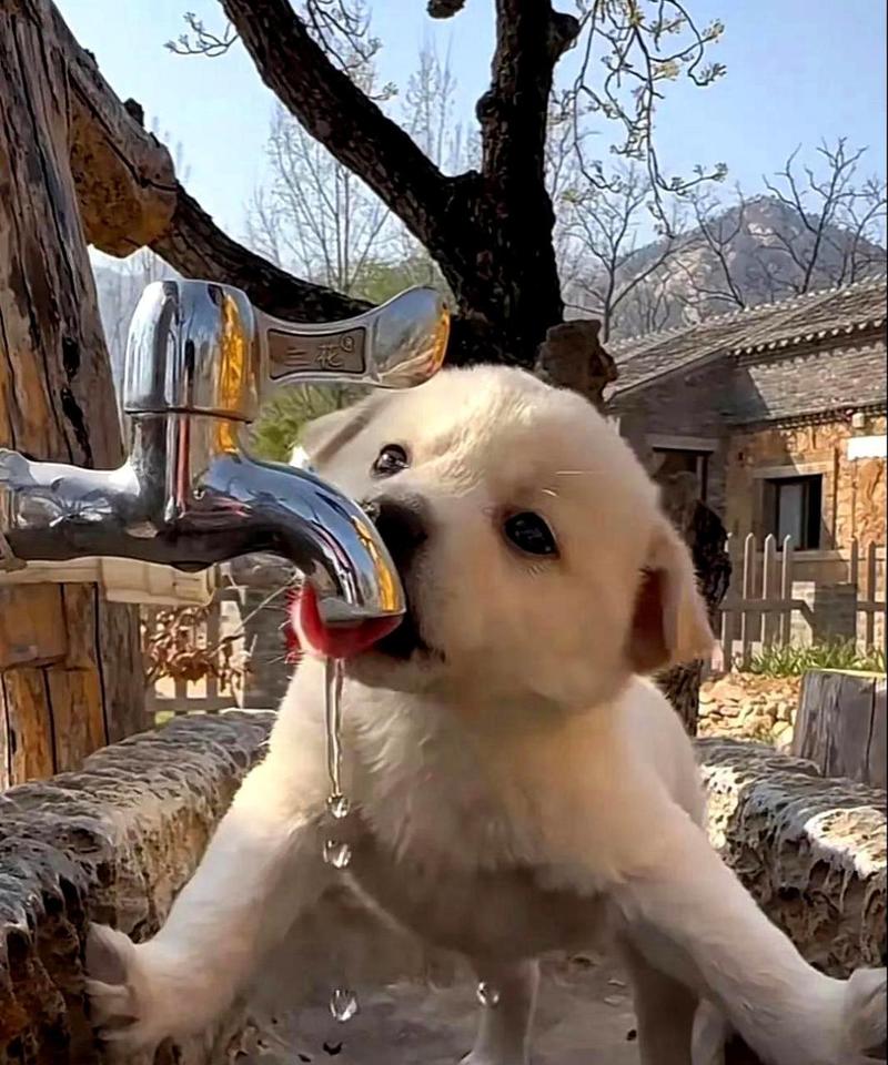 狗狗不喜欢吃东西怎么办_狗狗不喜欢吃东西是什么情况-第6张图片-后鲨宠物 狗狗不喜欢吃东西怎么办_狗狗不喜欢吃东西是什么情况-第6张图片-后鲨宠物