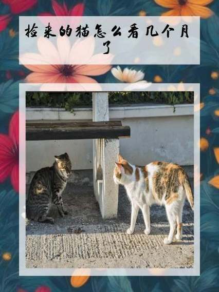 怎么判断猫咪几个月,怎么判断猫咪几个月大了?-第5张图片-后鲨宠物 怎么判断猫咪几个月,怎么判断猫咪几个月大了?-第5张图片-后鲨宠物