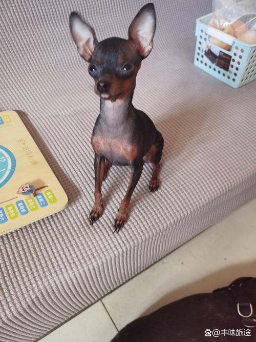 狗狗难产时怎么掏出来,狗狗难产怎么助产-第2张图片-后鲨宠物 狗狗难产时怎么掏出来,狗狗难产怎么助产-第2张图片-后鲨宠物