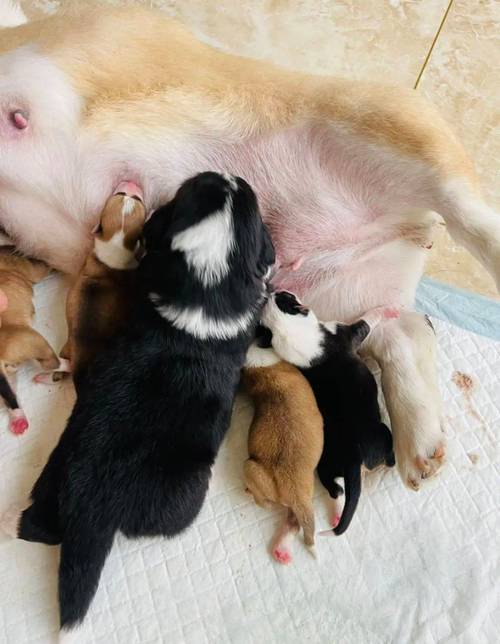 狗狗难产时怎么掏出来,狗狗难产怎么助产-第1张图片-后鲨宠物 狗狗难产时怎么掏出来,狗狗难产怎么助产-第1张图片-后鲨宠物