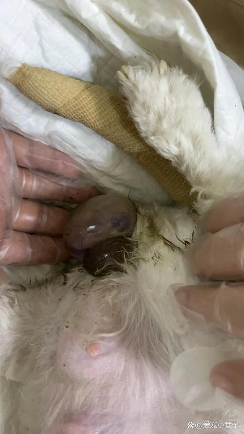 狗狗难产时怎么掏出来,狗狗难产怎么助产-第3张图片-后鲨宠物 狗狗难产时怎么掏出来,狗狗难产怎么助产-第3张图片-后鲨宠物