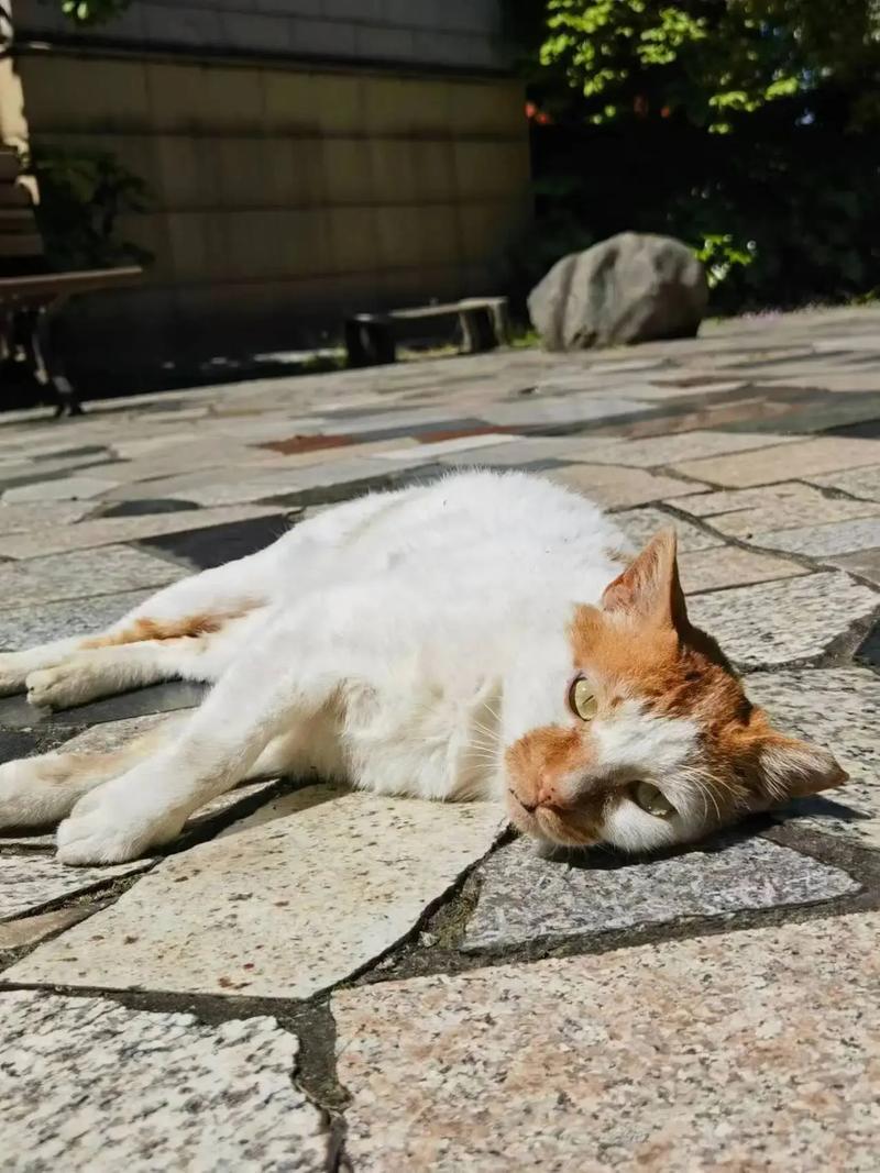 猫咪不晒太阳会怎么样,小猫不晒太阳会不会得皮肤病?-第1张图片-后鲨宠物 猫咪不晒太阳会怎么样,小猫不晒太阳会不会得皮肤病?-第1张图片-后鲨宠物