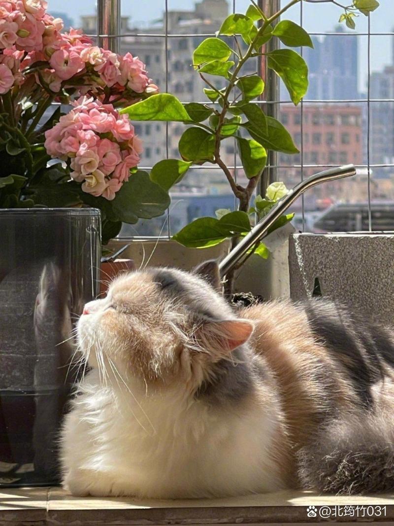 猫咪不晒太阳会怎么样,小猫不晒太阳会不会得皮肤病?-第4张图片-后鲨宠物 猫咪不晒太阳会怎么样,小猫不晒太阳会不会得皮肤病?-第4张图片-后鲨宠物