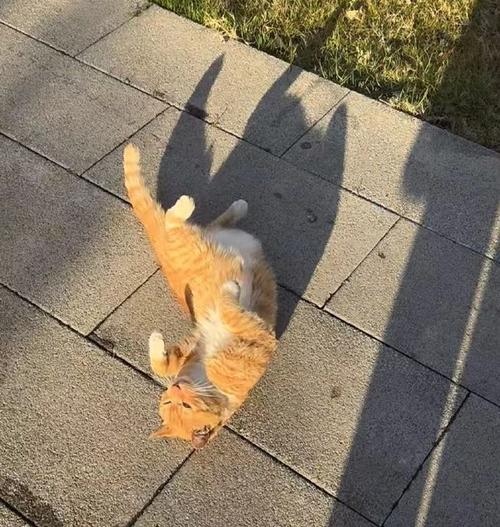 猫咪不晒太阳会怎么样,小猫不晒太阳会不会得皮肤病?-第6张图片-后鲨宠物 猫咪不晒太阳会怎么样,小猫不晒太阳会不会得皮肤病?-第6张图片-后鲨宠物