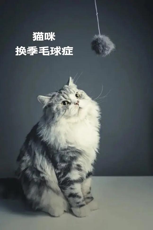 猫咪得了毛球症的症状,猫猫得毛球症是什么症状-第3张图片-后鲨宠物 猫咪得了毛球症的症状,猫猫得毛球症是什么症状-第3张图片-后鲨宠物