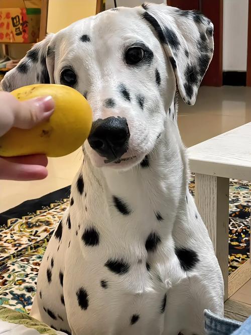 狗狗能吃芒果么_请问狗狗能吃芒果吗-第2张图片-后鲨宠物 狗狗能吃芒果么_请问狗狗能吃芒果吗-第2张图片-后鲨宠物