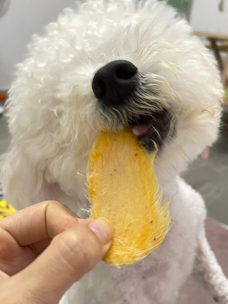 狗狗能吃芒果么_请问狗狗能吃芒果吗-第4张图片-后鲨宠物 狗狗能吃芒果么_请问狗狗能吃芒果吗-第4张图片-后鲨宠物