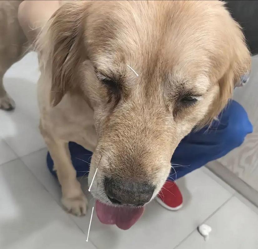 狗狗感冒了打什么针_狗狗感冒打什么针剂-第1张图片-后鲨宠物 狗狗感冒了打什么针_狗狗感冒打什么针剂-第1张图片-后鲨宠物