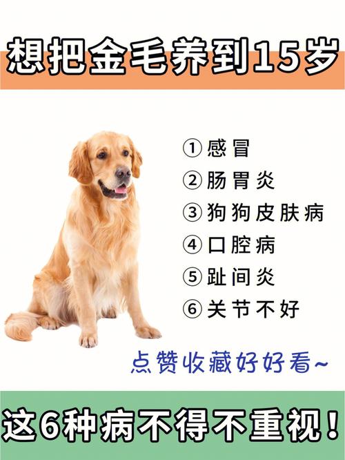 狗狗感冒了打什么针_狗狗感冒打什么针剂-第2张图片-后鲨宠物 狗狗感冒了打什么针_狗狗感冒打什么针剂-第2张图片-后鲨宠物