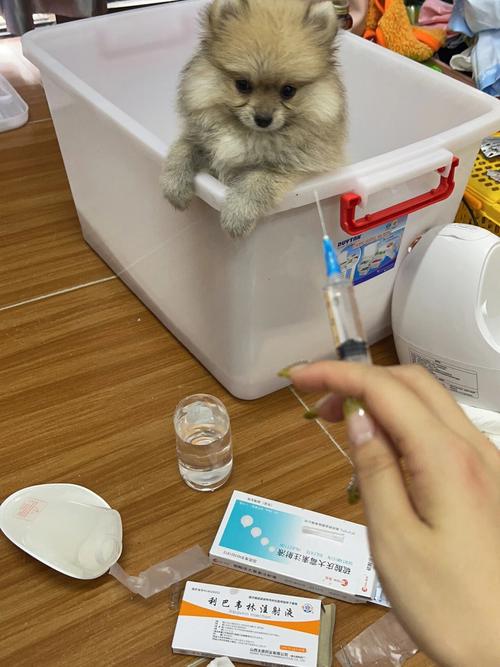 狗狗感冒了打什么针_狗狗感冒打什么针剂-第3张图片-后鲨宠物 狗狗感冒了打什么针_狗狗感冒打什么针剂-第3张图片-后鲨宠物