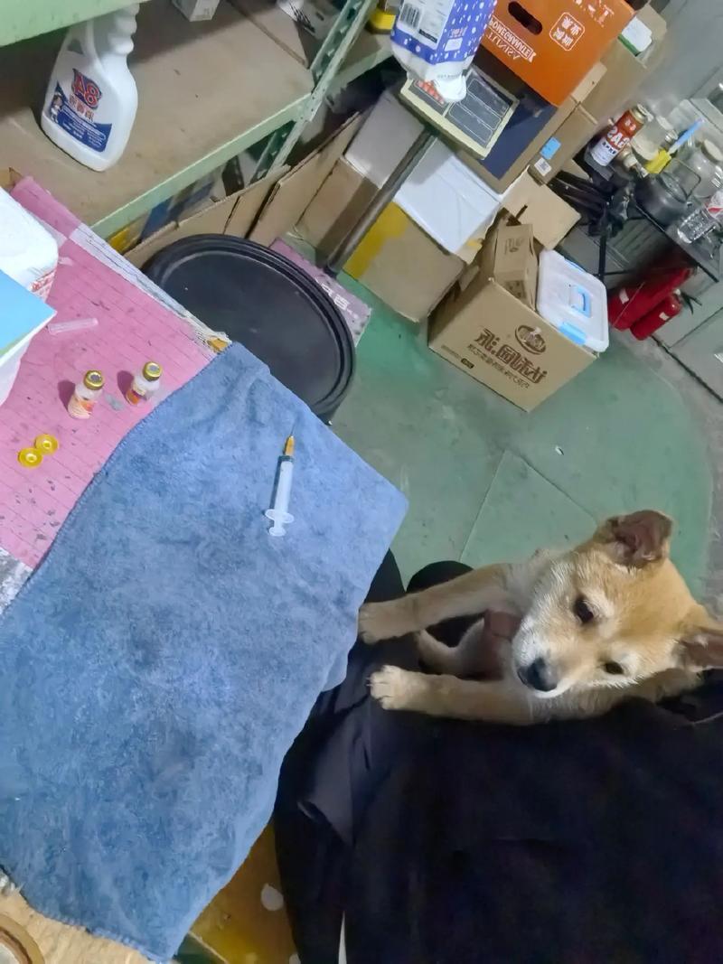 狗狗感冒了打什么针_狗狗感冒打什么针剂-第6张图片-后鲨宠物 狗狗感冒了打什么针_狗狗感冒打什么针剂-第6张图片-后鲨宠物