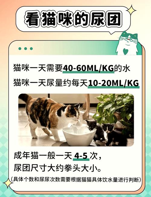 猫猫一天尿几次正常,猫咪一天尿几次正常吗-第1张图片-后鲨宠物 猫猫一天尿几次正常,猫咪一天尿几次正常吗-第1张图片-后鲨宠物
