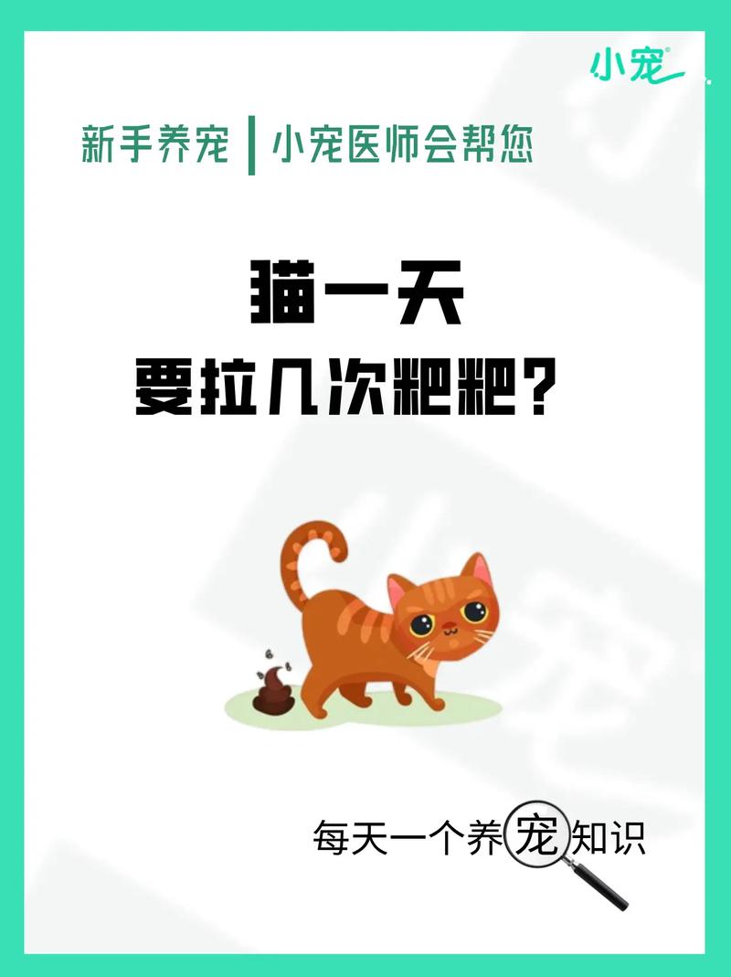 猫猫一天尿几次正常,猫咪一天尿几次正常吗-第3张图片-后鲨宠物 猫猫一天尿几次正常,猫咪一天尿几次正常吗-第3张图片-后鲨宠物