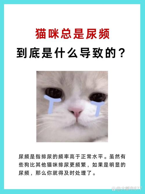 猫猫一天尿几次正常,猫咪一天尿几次正常吗-第6张图片-后鲨宠物 猫猫一天尿几次正常,猫咪一天尿几次正常吗-第6张图片-后鲨宠物