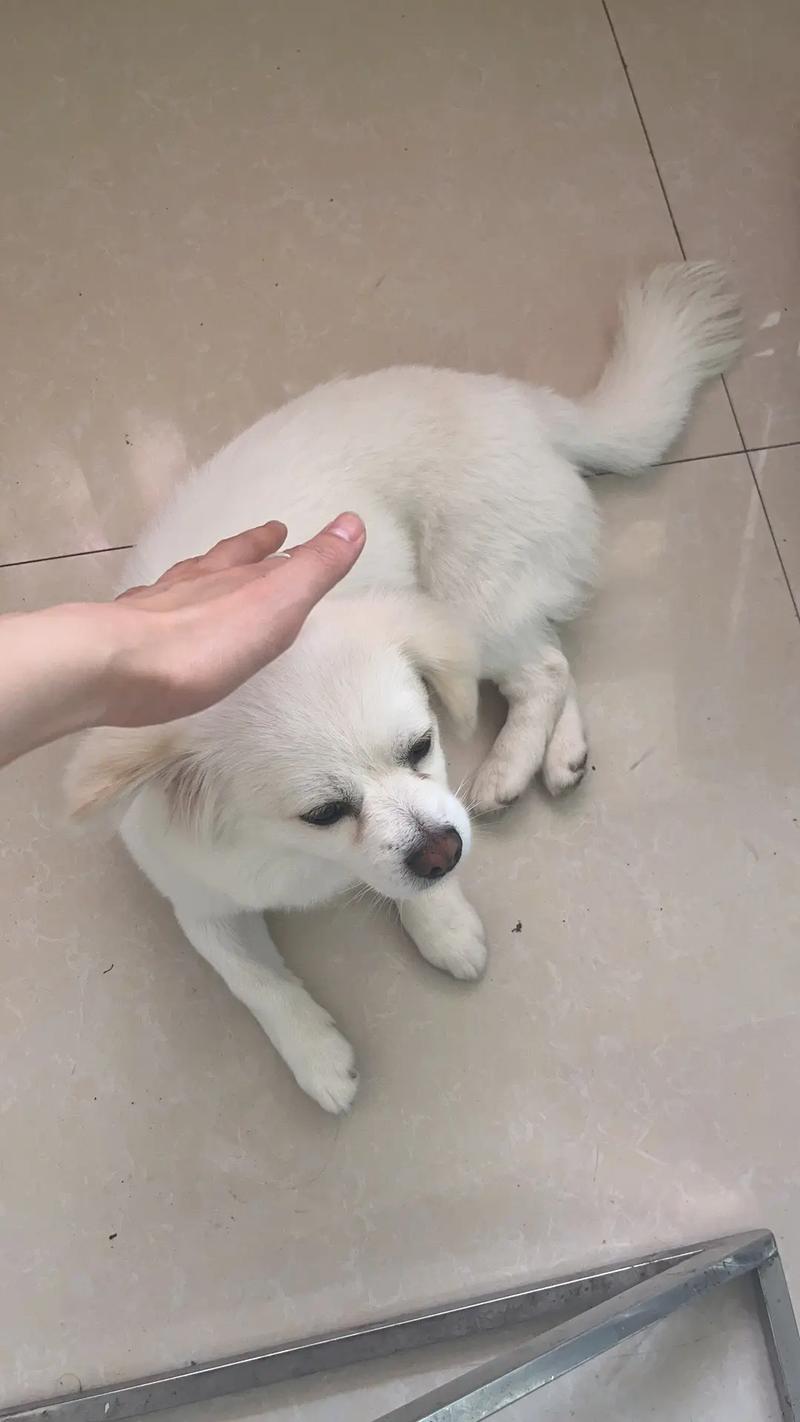 狗狗几天会走路,狗狗几天会走路-第2张图片-后鲨宠物 狗狗几天会走路,狗狗几天会走路-第2张图片-后鲨宠物