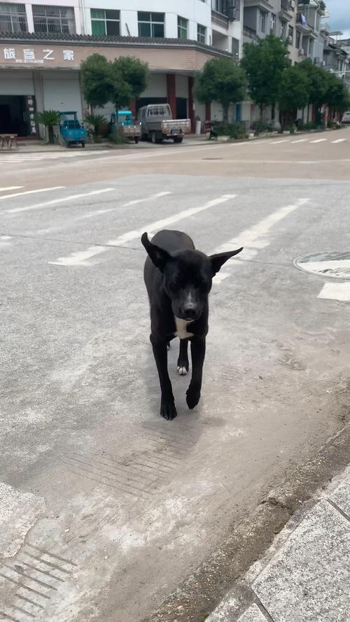 狗狗几天会走路,狗狗几天会走路-第3张图片-后鲨宠物 狗狗几天会走路,狗狗几天会走路-第3张图片-后鲨宠物