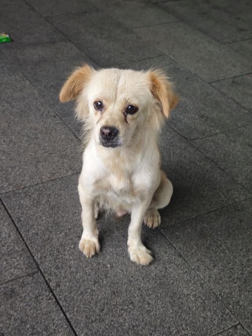 狗狗几天会走路,狗狗几天会走路-第6张图片-后鲨宠物 狗狗几天会走路,狗狗几天会走路-第6张图片-后鲨宠物