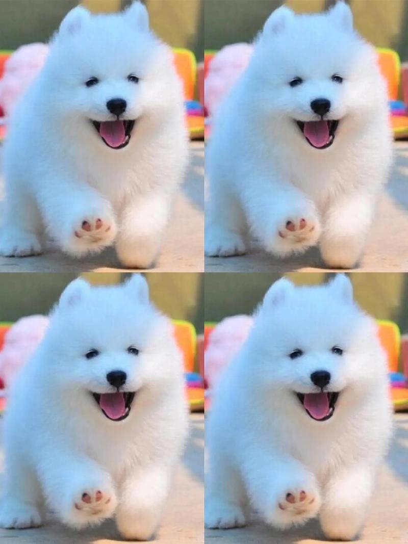 萨摩耶狗狗多少钱一只,萨摩耶犬多少钱一只?-第3张图片-后鲨宠物 萨摩耶狗狗多少钱一只,萨摩耶犬多少钱一只?-第3张图片-后鲨宠物