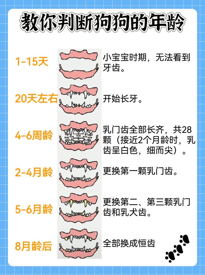 狗狗多大算成年_狗狗多大算成年犬阿拉斯加犬-第1张图片-后鲨宠物 狗狗多大算成年_狗狗多大算成年犬阿拉斯加犬-第1张图片-后鲨宠物