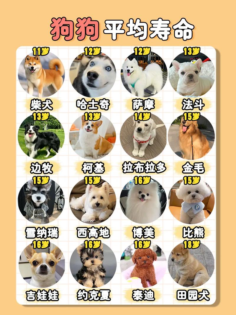 狗狗多大算成年_狗狗多大算成年犬阿拉斯加犬-第2张图片-后鲨宠物 狗狗多大算成年_狗狗多大算成年犬阿拉斯加犬-第2张图片-后鲨宠物