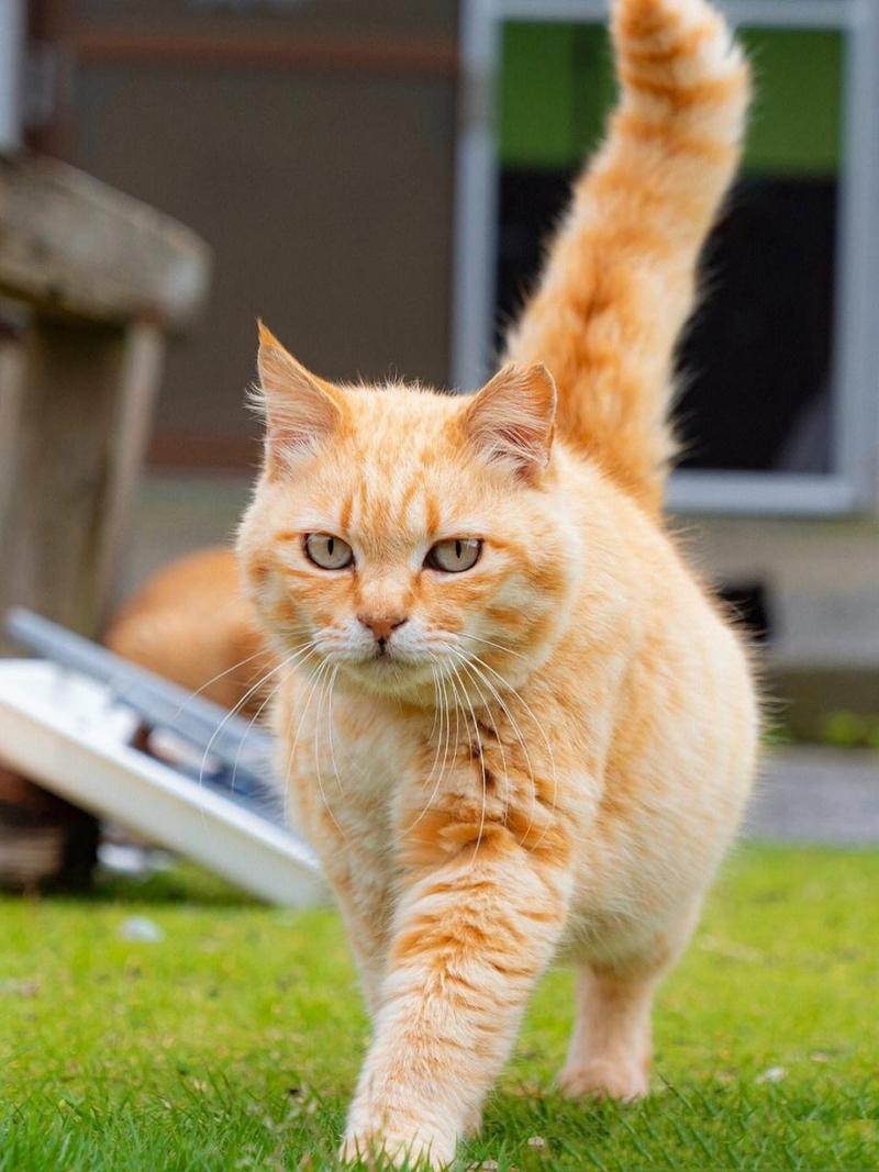 猫咪尾巴竖起来颤动,猫咪尾巴竖起来颤动什么病-第1张图片-后鲨宠物 猫咪尾巴竖起来颤动,猫咪尾巴竖起来颤动什么病-第1张图片-后鲨宠物