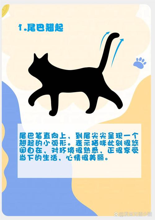 猫咪尾巴竖起来颤动,猫咪尾巴竖起来颤动什么病-第2张图片-后鲨宠物 猫咪尾巴竖起来颤动,猫咪尾巴竖起来颤动什么病-第2张图片-后鲨宠物