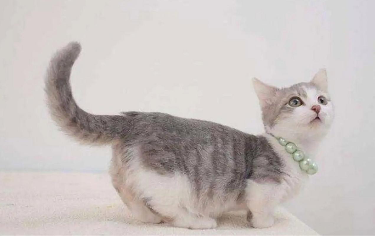 猫咪尾巴竖起来颤动,猫咪尾巴竖起来颤动什么病-第5张图片-后鲨宠物 猫咪尾巴竖起来颤动,猫咪尾巴竖起来颤动什么病-第5张图片-后鲨宠物