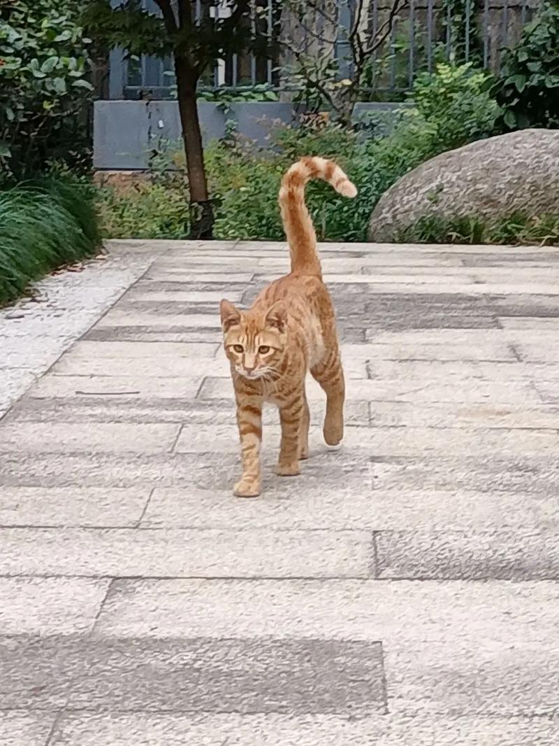 猫咪尾巴竖起来颤动,猫咪尾巴竖起来颤动什么病-第6张图片-后鲨宠物 猫咪尾巴竖起来颤动,猫咪尾巴竖起来颤动什么病-第6张图片-后鲨宠物