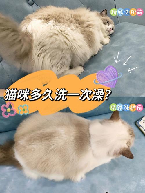 包含夏天猫咪多久洗一次澡的词条-第1张图片-后鲨宠物 包含夏天猫咪多久洗一次澡的词条-第1张图片-后鲨宠物
