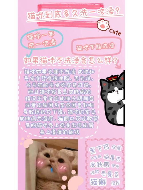 包含夏天猫咪多久洗一次澡的词条-第4张图片-后鲨宠物 包含夏天猫咪多久洗一次澡的词条-第4张图片-后鲨宠物