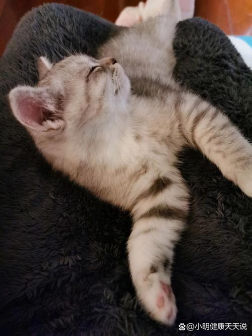 猫咪睡觉呼吸声像鼻塞,猫咪睡觉喘气声音大而且鼻塞?-第1张图片-后鲨宠物 猫咪睡觉呼吸声像鼻塞,猫咪睡觉喘气声音大而且鼻塞?-第1张图片-后鲨宠物