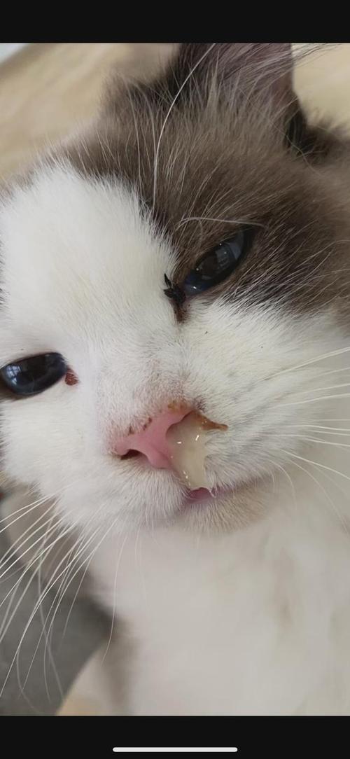 猫咪睡觉呼吸声像鼻塞,猫咪睡觉喘气声音大而且鼻塞?-第2张图片-后鲨宠物 猫咪睡觉呼吸声像鼻塞,猫咪睡觉喘气声音大而且鼻塞?-第2张图片-后鲨宠物