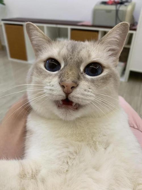 猫咪睡觉呼吸声像鼻塞,猫咪睡觉喘气声音大而且鼻塞?-第3张图片-后鲨宠物 猫咪睡觉呼吸声像鼻塞,猫咪睡觉喘气声音大而且鼻塞?-第3张图片-后鲨宠物