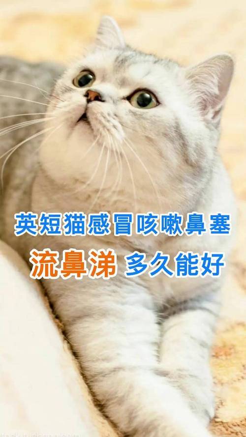 猫咪睡觉呼吸声像鼻塞,猫咪睡觉喘气声音大而且鼻塞?-第4张图片-后鲨宠物 猫咪睡觉呼吸声像鼻塞,猫咪睡觉喘气声音大而且鼻塞?-第4张图片-后鲨宠物