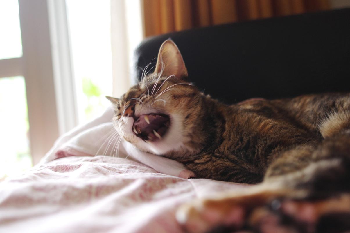 猫咪睡觉呼吸声像鼻塞,猫咪睡觉喘气声音大而且鼻塞?-第5张图片-后鲨宠物 猫咪睡觉呼吸声像鼻塞,猫咪睡觉喘气声音大而且鼻塞?-第5张图片-后鲨宠物