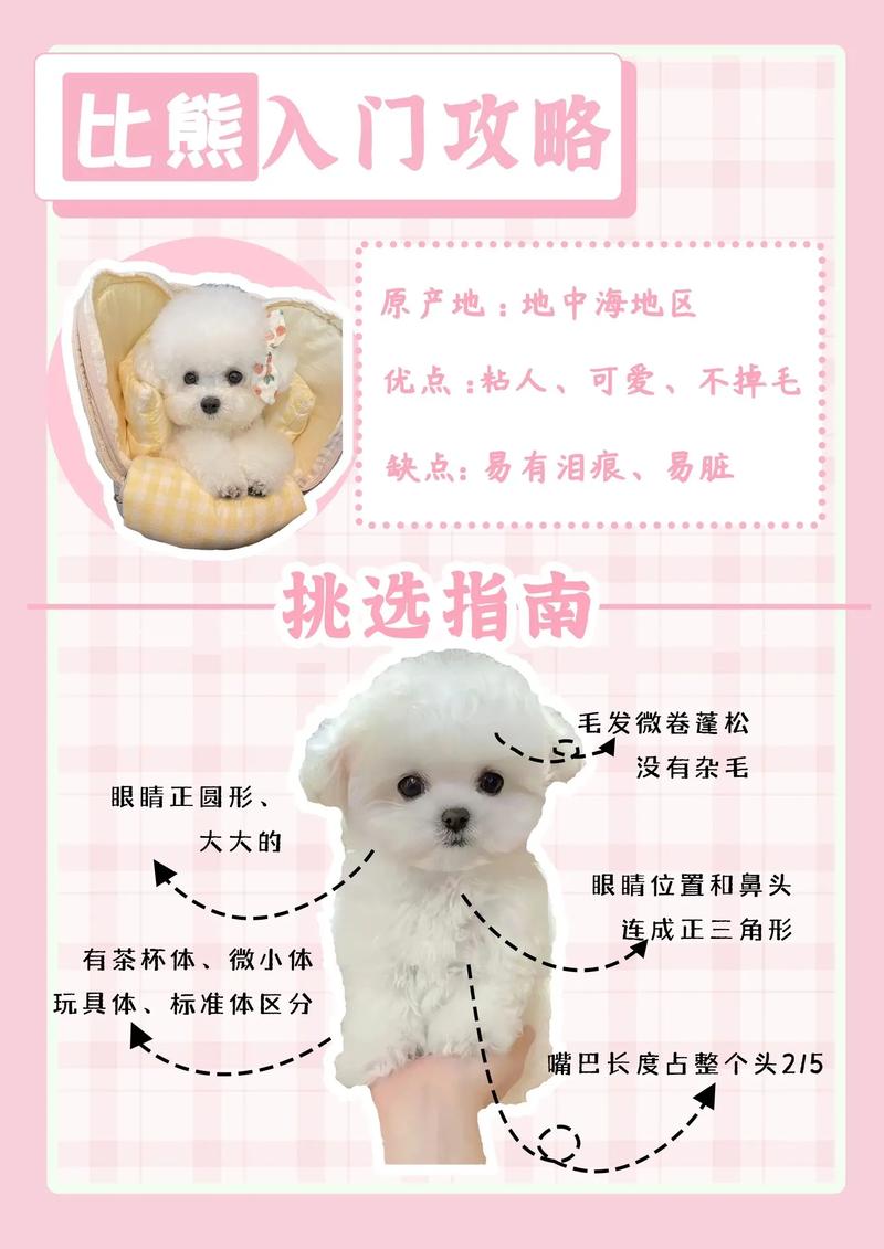 比熊狗狗训练法,比熊狗狗训练法视频?-第2张图片-后鲨宠物 比熊狗狗训练法,比熊狗狗训练法视频?-第2张图片-后鲨宠物