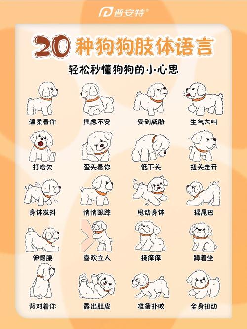 比熊狗狗训练法,比熊狗狗训练法视频?-第3张图片-后鲨宠物 比熊狗狗训练法,比熊狗狗训练法视频?-第3张图片-后鲨宠物