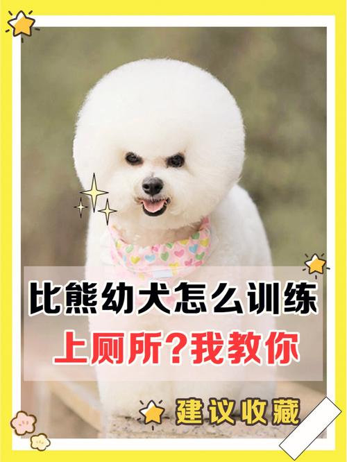 比熊狗狗训练法,比熊狗狗训练法视频?-第4张图片-后鲨宠物 比熊狗狗训练法,比熊狗狗训练法视频?-第4张图片-后鲨宠物