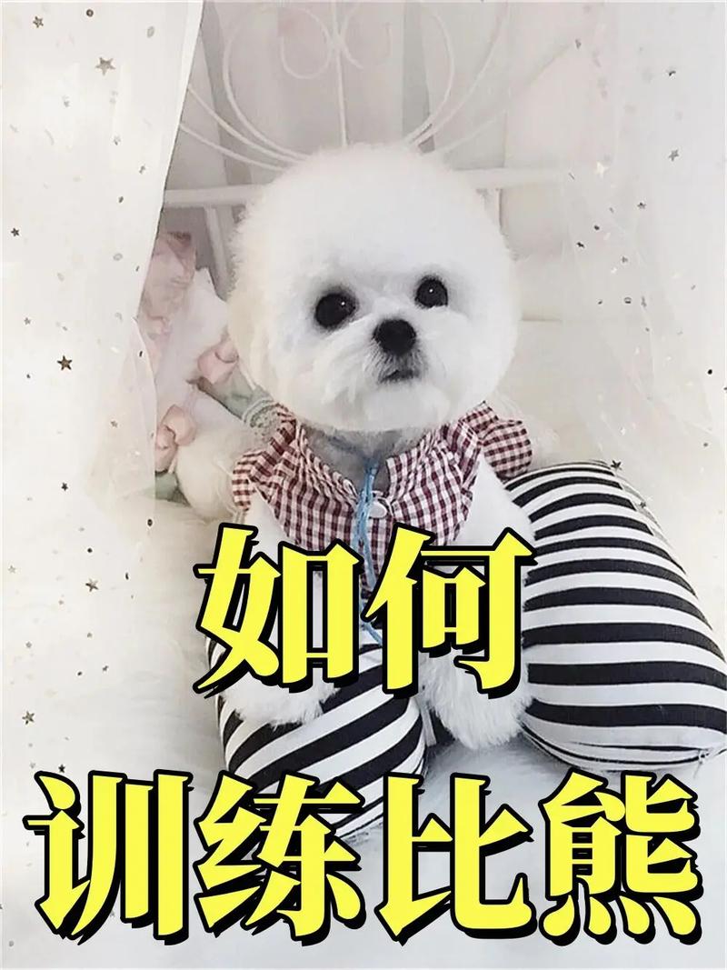 比熊狗狗训练法,比熊狗狗训练法视频?-第5张图片-后鲨宠物 比熊狗狗训练法,比熊狗狗训练法视频?-第5张图片-后鲨宠物