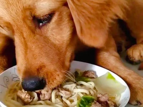 狗狗可以吃白粥吗,狗狗可不可以吃白粥-第5张图片-后鲨宠物 狗狗可以吃白粥吗,狗狗可不可以吃白粥-第5张图片-后鲨宠物