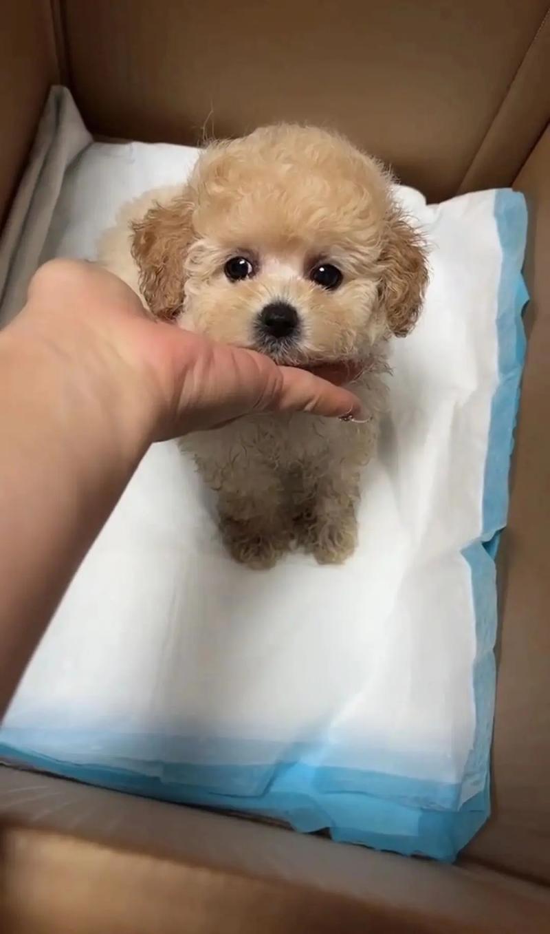 狗狗可以吃白粥吗,狗狗可不可以吃白粥-第6张图片-后鲨宠物 狗狗可以吃白粥吗,狗狗可不可以吃白粥-第6张图片-后鲨宠物