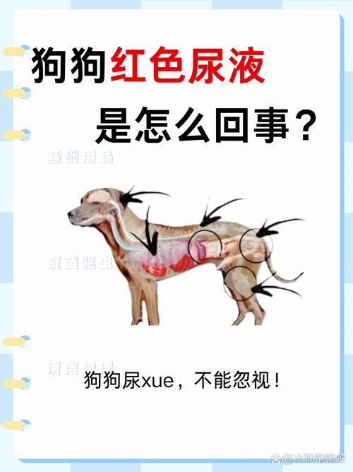 狗狗结石尿血怎么办_狗狗结石尿血怎么办吃什么药-第1张图片-后鲨宠物 狗狗结石尿血怎么办_狗狗结石尿血怎么办吃什么药-第1张图片-后鲨宠物