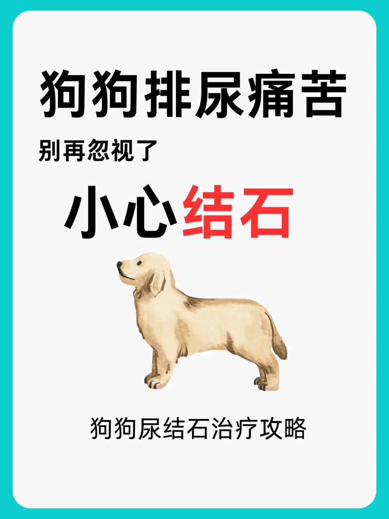 狗狗结石尿血怎么办_狗狗结石尿血怎么办吃什么药-第5张图片-后鲨宠物 狗狗结石尿血怎么办_狗狗结石尿血怎么办吃什么药-第5张图片-后鲨宠物