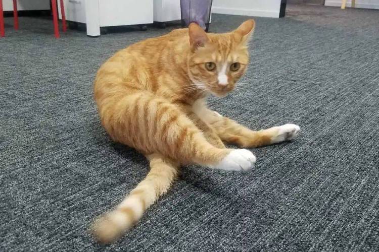 猫猫屁股对着我,猫屁股对着你是为什么-第3张图片-后鲨宠物 猫猫屁股对着我,猫屁股对着你是为什么-第3张图片-后鲨宠物