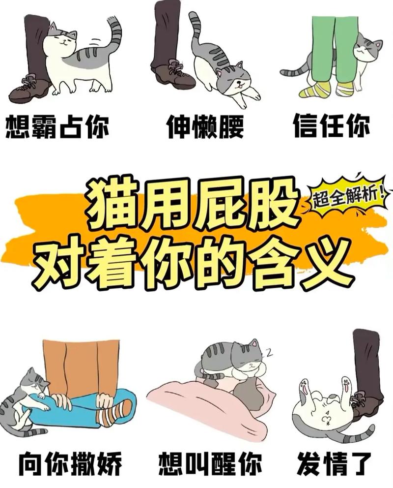 猫猫屁股对着我,猫屁股对着你是为什么-第5张图片-后鲨宠物 猫猫屁股对着我,猫屁股对着你是为什么-第5张图片-后鲨宠物