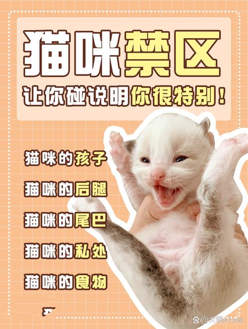 出去旅游猫咪怎么办,出去旅游猫咪在家怎么办?-第1张图片-后鲨宠物 出去旅游猫咪怎么办,出去旅游猫咪在家怎么办?-第1张图片-后鲨宠物