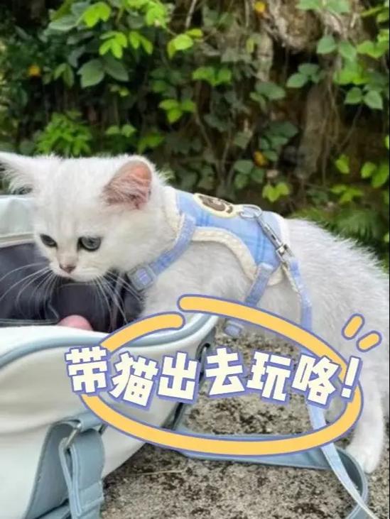 出去旅游猫咪怎么办,出去旅游猫咪在家怎么办?-第3张图片-后鲨宠物 出去旅游猫咪怎么办,出去旅游猫咪在家怎么办?-第3张图片-后鲨宠物