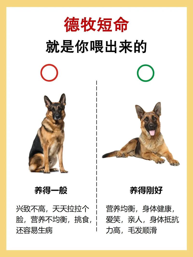 狗狗可不可以吃面包，狗狗可不可以吃面包片？-第2张图片-后鲨宠物