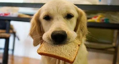 狗狗可不可以吃面包，狗狗可不可以吃面包片？-第4张图片-后鲨宠物
